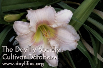 Daylily Just Lucky